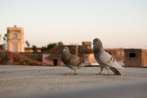 Cuban Stories: Michel Palacio Colina's pigeons on a rooftop in Havana
