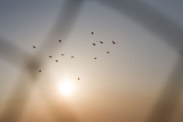 Cuban Stories: Michel Palacio Colina's pigeons fly into the sunset