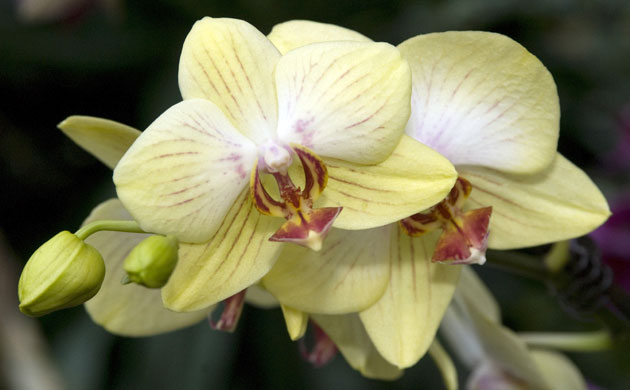 2010 Biodiversity Year: Tropical Extravaganza installation at The Royal Botanic Kew Gardens