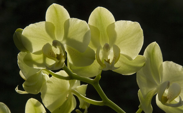 2010 Biodiversity Year: Tropical Extravaganza installation at The Royal Botanic Kew Gardens