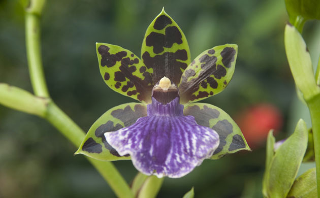 2010 Biodiversity Year: Tropical Extravaganza installation at The Royal Botanic Kew Gardens