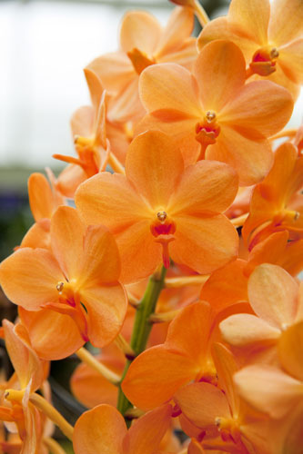 2010 Biodiversity Year: Tropical Extravaganza installation at The Royal Botanic Kew Gardens