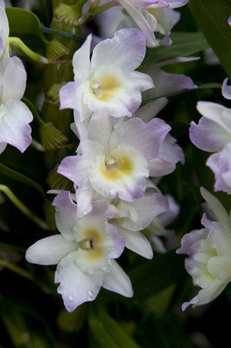 2010 Biodiversity Year: Tropical Extravaganza installation at The Royal Botanic Kew Gardens