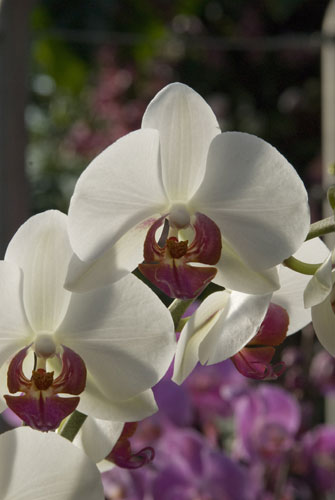 2010 Biodiversity Year: Tropical Extravaganza installation at The Royal Botanic Kew Gardens