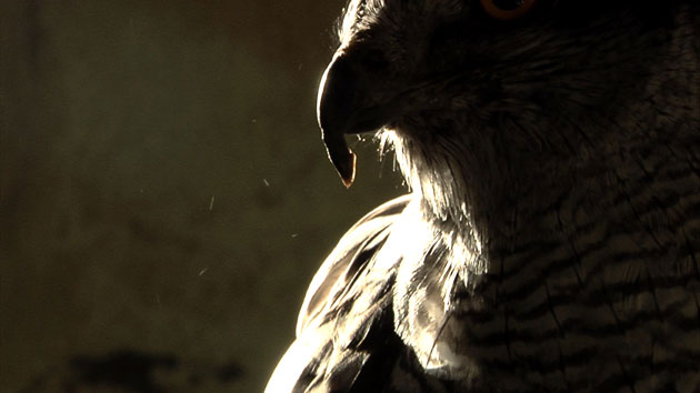 guideexhibgallery0602: Shona Illingworth