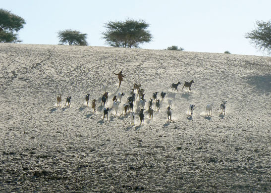 Modern and Mobile: The future of livestock production in Africa's drylands