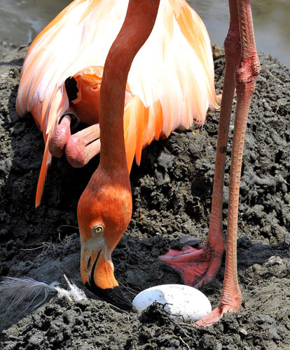 24 Hours in Pictures: A pink flamingo looks at one of ten eggs being incubated at the zoo in Cali
