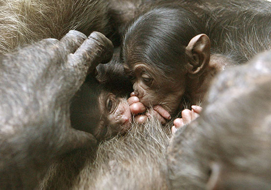 7 February 2010: Gossau, Switzerland: Eleven day-old chimpanzee twins