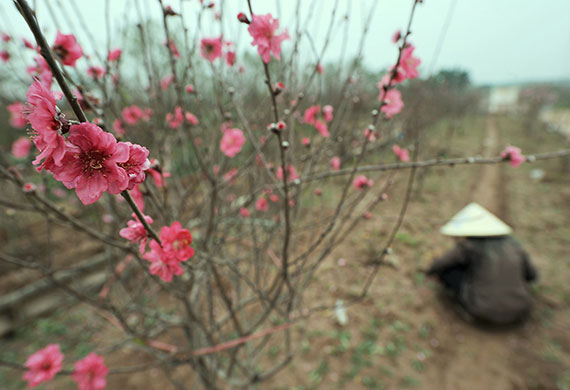 24 hours in pictures: Hanoi, Vietnam: A woman works in a garden containing blossoming peach trees