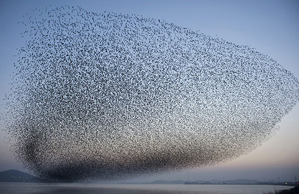 24 hours in pictures: Gunsan, South Korea: A flight of spectacled teals fly over lake Geumgang