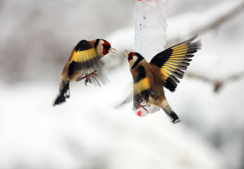 Big Garden Birdwatch 2010: Flickr group :