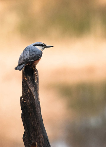 Big Garden Birdwatch 2010