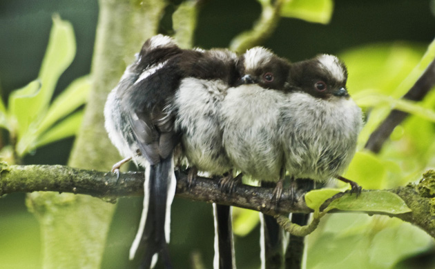 Big Garden Birdwatch 2010