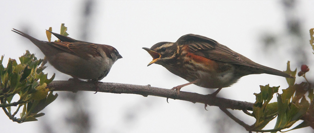 Big Garden Birdwatch 2010