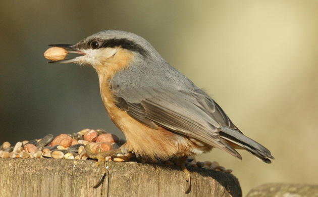 Big Garden Birdwatch 2010