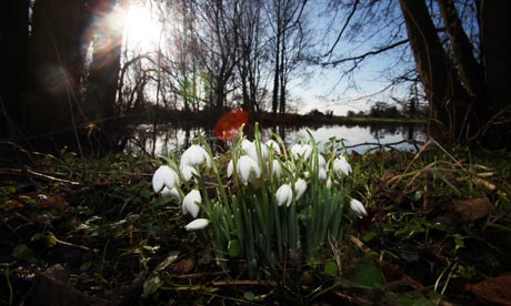 Snowdrops growing in Spring