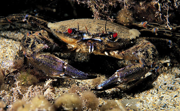 Severn Estuary Wildlife: Velvet Swimming Crab