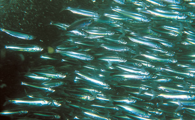 Severn Estuary Wildlife: sprats shelter in the estuary’s salt marshes
