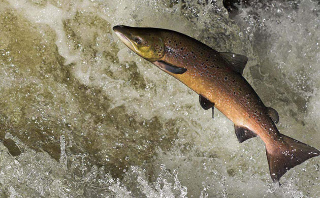 Severn Estuary Wildlife: The Atlantic salmon