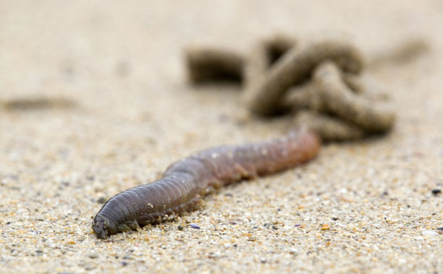Severn Estuary Wildlife: Lugworms 