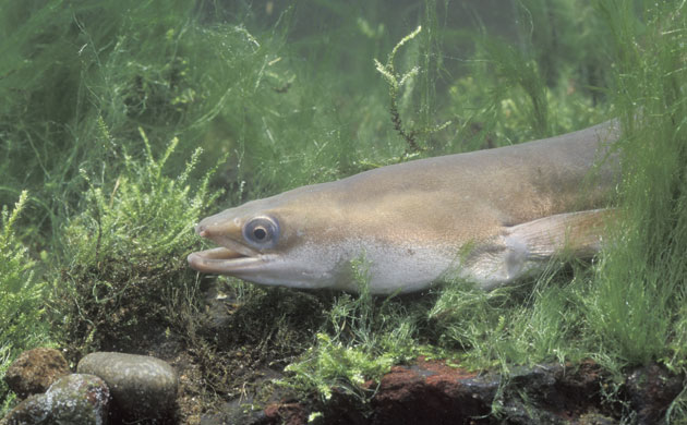Severn Estuary Wildlife: Eel