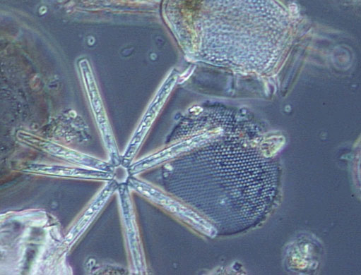 Severn Estuary Wildlife: tiny floating plants, diatoms