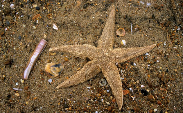 Severn Estuary Wildlife: common starfish, Asterias rubens