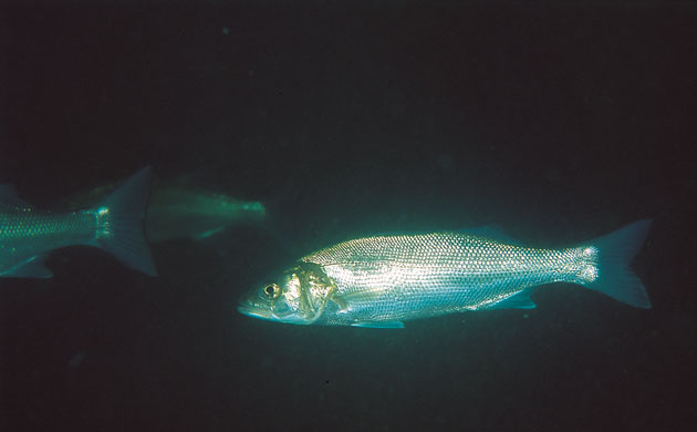 Severn Estuary Wildlife: Bass fish