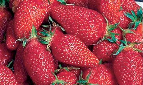 Gariguette Strawberries