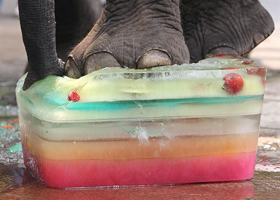 24 hours in pictures: A Thai elephant in Bangkok zoo