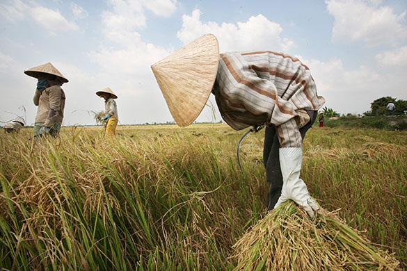24 hours in pictures: Can Tho, Vietnam: Rice harvest season in the Mekong Delta