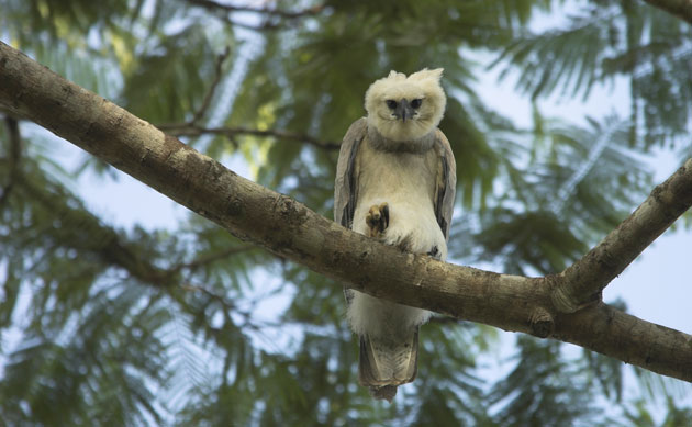 Amazonian wildlife refuge: Brazil Cristalino State Park : Juvenile harpy eagle