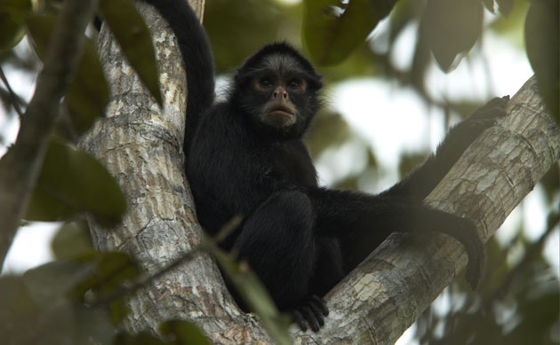 Amazonian wildlife refuge: Brazil Cristalino State Park : The white-whiskered spider monkey
