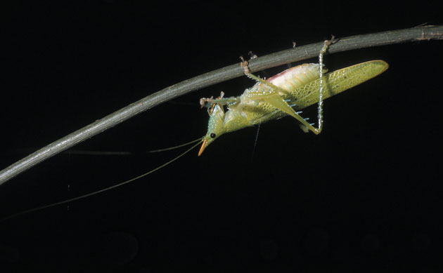 Amazonian wildlife refuge: Brazil Cristalino State Park : Rhino katydid