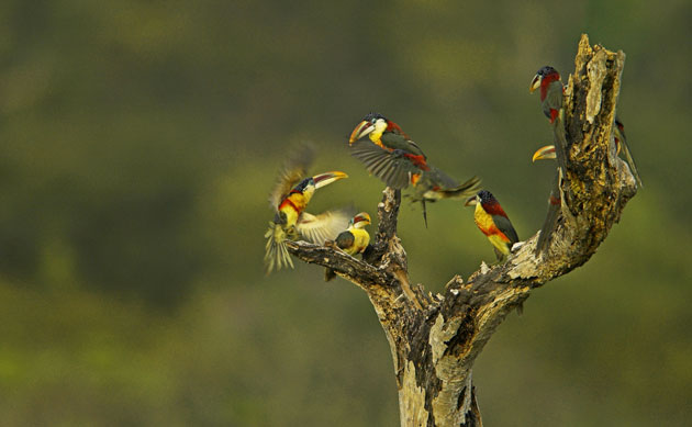 Amazonian wildlife refuge: Brazil Cristalino State Park : Curl-crested aracari flying into perch