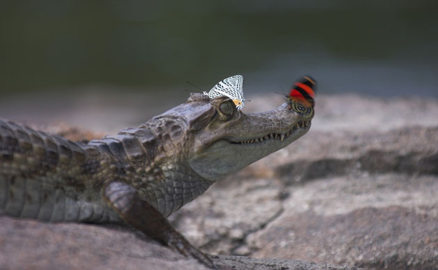 Amazonian wildlife refuge: Brazil Cristalino State Park : Caiman and butterflies