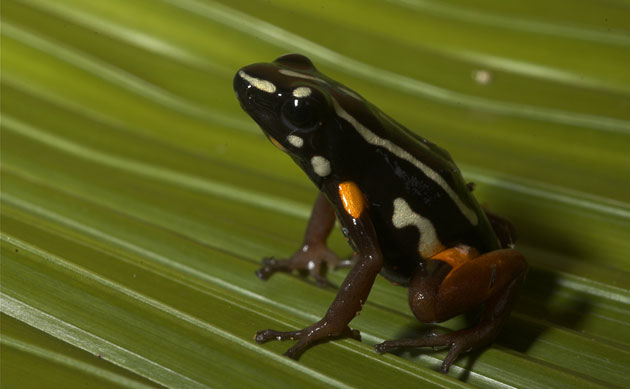 Amazonian wildlife refuge: Brazil Cristalino State Park : Brazil-nut poison dart frog