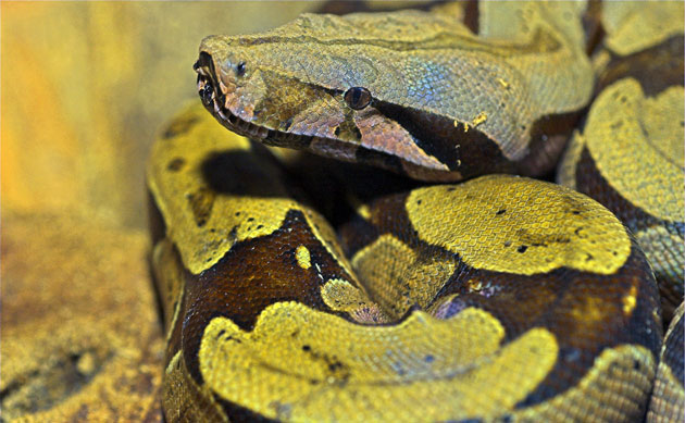 Amazonian wildlife refuge: Brazil Cristalino State Park : Boa constrictor