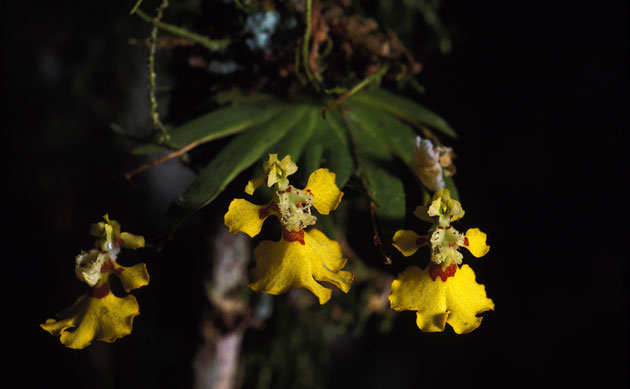 Amazonian wildlife refuge: Brazil Cristalino State Park : Psygmorchis glossomystax