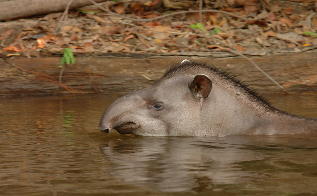 Amazonian wildlife refuge: Brazil Cristalino State Park : Amazonian tapir
