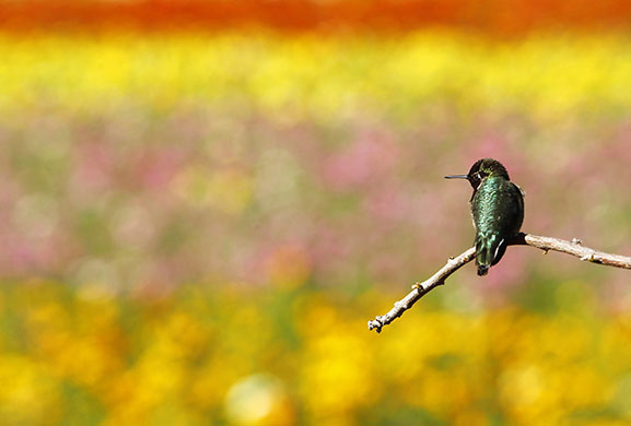 24 hours in pictures: Carlsbad, US: A hummingbird on a tree branch