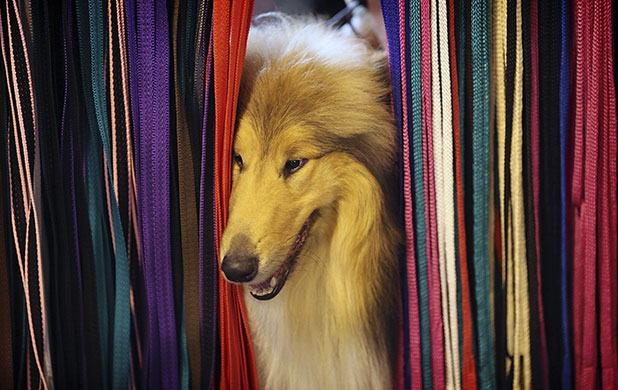 Crufts: A dog peeks through a selection of dog leads