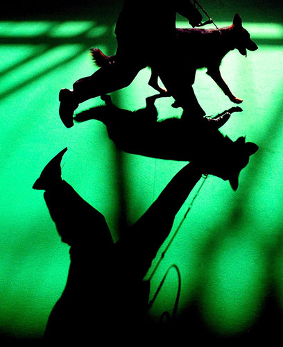 Crufts: A German Shepperd on show