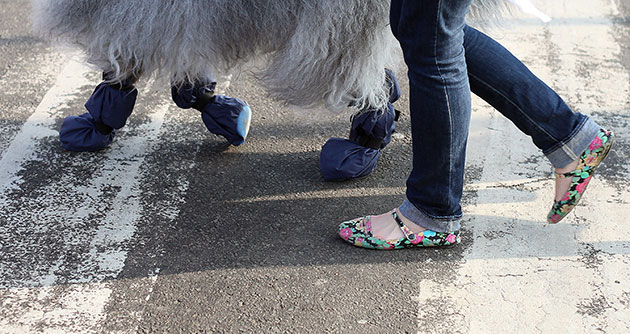 Crufts: An owner and dog walk into the annual Crufts dog show