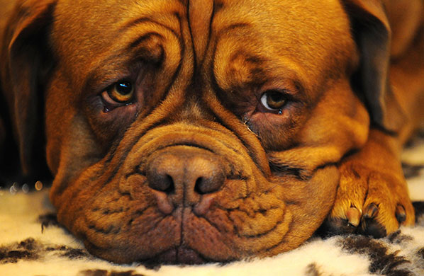 Crufts: A Dogue de Bordeaux