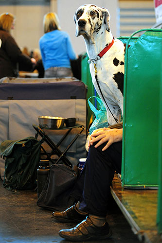 Crufts: A great dane waits to go on show
