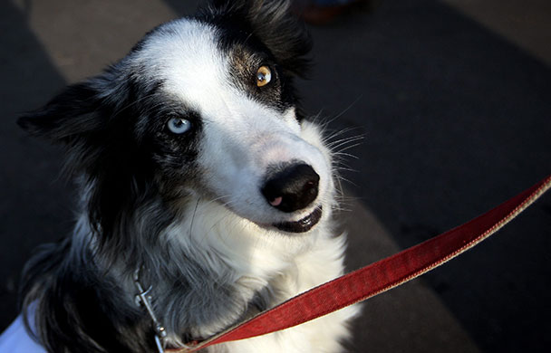 Crufts: Dogs and their owners arrive for the first day