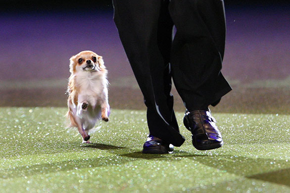 Crufts: Chico a chihuahua is put through his paces