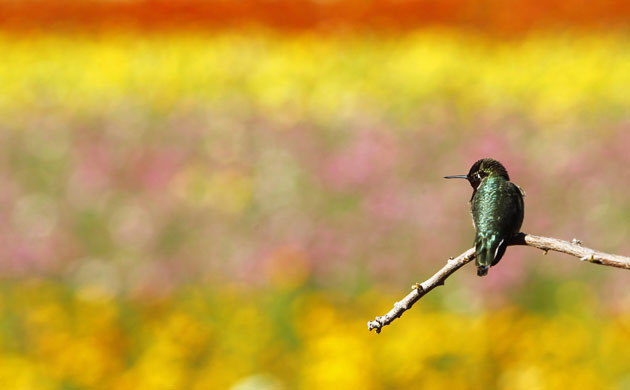 Week in wildlife: A hummingbird rests on a tree branch at the Flower Fields in Carlsbad