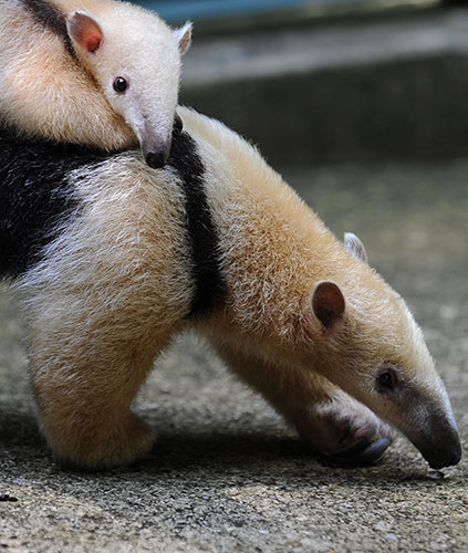 Week in wildlife: A female anteater carries her baby, Rio de Janeiro, Brazil 